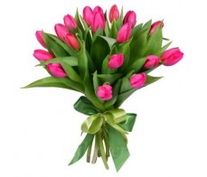 Розовые тюльпаны 51